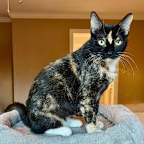 Thumbnail photo of Sugar Pereira #1