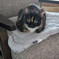 Thumbnail photo of Sugar Pereira #2