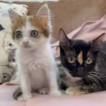 Thumbnail photo of Sugar Pereira #3