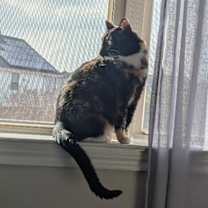 Thumbnail photo of Sugar Pereira #4