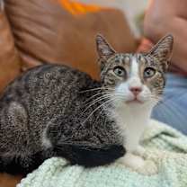 Thumbnail photo of Noodles Newman #1