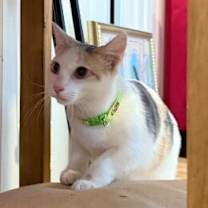 Thumbnail photo of Nimbus Cloud #2