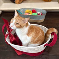 Thumbnail photo of Natasha Hockley #4