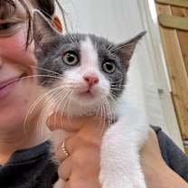 Thumbnail photo of Cashew C #4