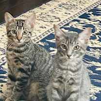 Thumbnail photo of Collins Clark #3