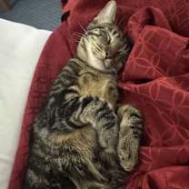 Thumbnail photo of Kitty #4