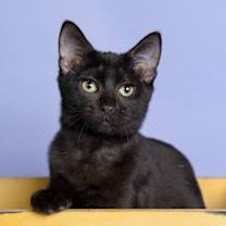 Thumbnail photo of Mochi Treat #1