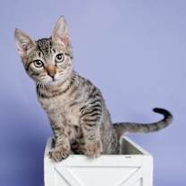 Thumbnail photo of Jellybean Treat #3