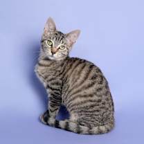 Thumbnail photo of Cupcake Treat #2