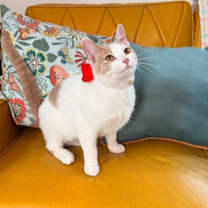 Thumbnail photo of Mr Bigglesworth #1