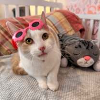 Thumbnail photo of Mr Bigglesworth #2