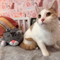 Thumbnail photo of Mr Bigglesworth #3