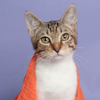 Thumbnail photo of Nym Bard #2