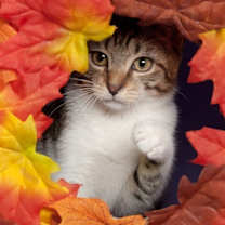 Thumbnail photo of Nym Bard #3