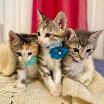 Thumbnail photo of Tristan Treasure #3