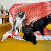 Thumbnail photo of Salem Roe #2