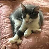 Thumbnail photo of Chowder Roe #4