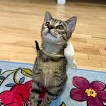 Thumbnail photo of Megatron Arredondo #4