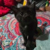 Thumbnail photo of Flint Bonfire #2