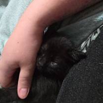 Thumbnail photo of Flint Bonfire #3