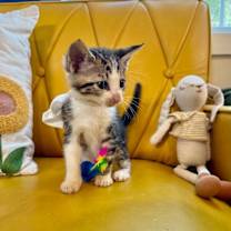 Thumbnail photo of King Shah #1