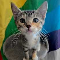 Thumbnail photo of Juno Shah #2