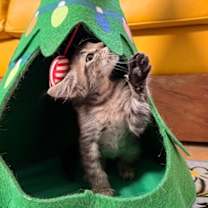 Thumbnail photo of Garth Bay #3