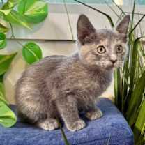 Thumbnail photo of Bambi Brown #4