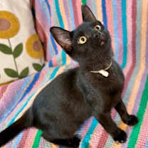 Thumbnail photo of Larry Lopez #4