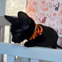 Thumbnail photo of Kiwi Gato #3