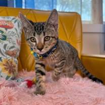 Thumbnail photo of Tigre Gato #2