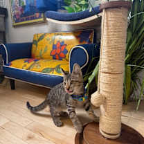 Thumbnail photo of Tigre Gato #3