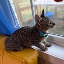 Thumbnail photo of Tigre Gato #4