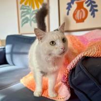 Thumbnail photo of Yeti #2