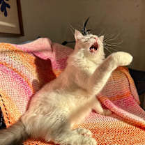 Thumbnail photo of Yeti #3