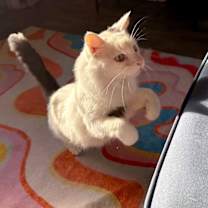 Thumbnail photo of Yeti #4