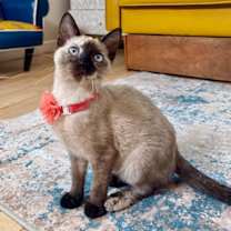 Thumbnail photo of Mary Kate Montes #1