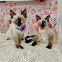 Thumbnail photo of Mary Kate Montes #2