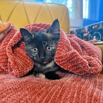 Thumbnail photo of Freckles Drake #1