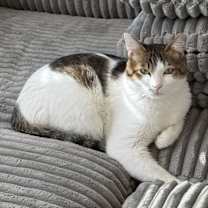 Thumbnail photo of Yoshi #1