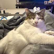 Thumbnail photo of Yoshi #2