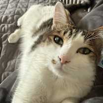 Thumbnail photo of Yoshi #3