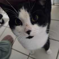 Thumbnail photo of Tyr #1