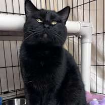 Thumbnail photo of Duke (FCID# 11/18/2025 - 129) Willow Grove #3