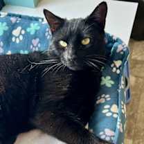 Thumbnail photo of Elroy (FCID# 11/03/2025 - 1 Trainer) #1