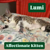 Thumbnail photo of Lumi, Willow Grove Area, (FCID 12/16/2025-139) #3