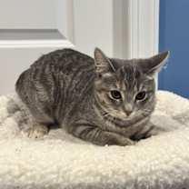 Thumbnail photo of Celine, Willow Grove Area, (FCID 11/18/2025-111) #2