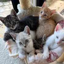 Thumbnail photo of Kitten Pippin #3