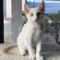 Thumbnail photo of Kitten Puff #2