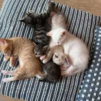 Thumbnail photo of Kitten Puff #4